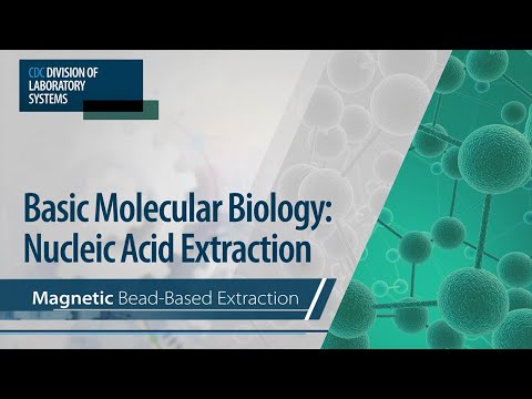 Basic Molecular Biology: Nucleic Acid Extraction – Magnetic Bead-Based Extraction