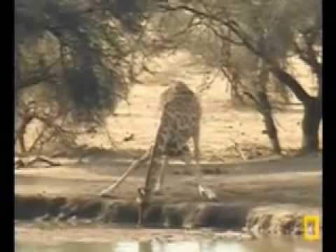 Giraffes Visit Pete's Pond-Part 2  September 14, 2009