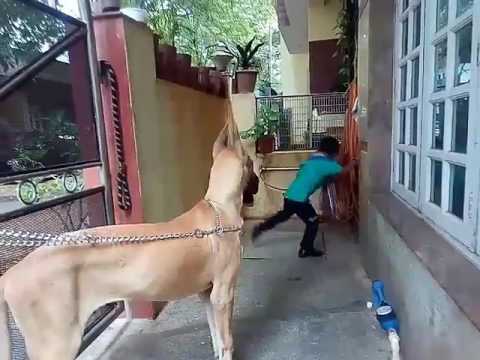 Mitun  playing with Jack