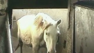 Go inside a horse slaughterhouse