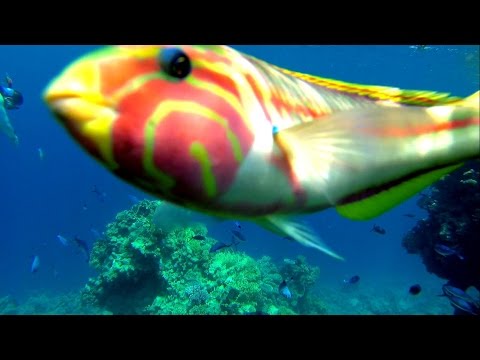 FreeDive / Sharks Bay / Reef Grand Rotana / Red Sea 2014