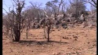 preview picture of video 'Il parco transfrontaliero del Gran Limpopo - Zimbabwe'