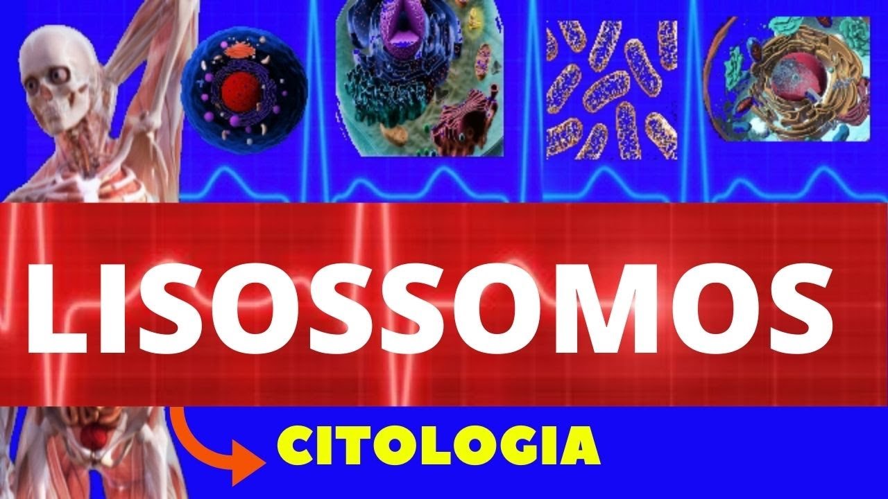 LISOSSOMOS E DIGESTÃO CELULAR - CITOLOGIA - TUDO SOBRE LISOSSOMOS - ENSINO SUPERIOR