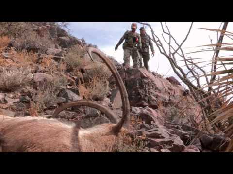 Ibex Hunting New Mexico
