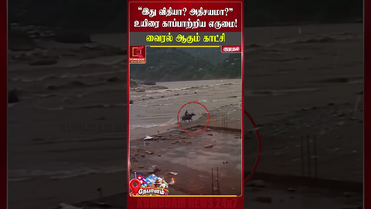 நெருங்கிய மரணம் நேரம்.. மனிதனுக்கு கேடயமாக மாறிய எருமை! 😳| #nepalflood #buffalo #rescue #shorts