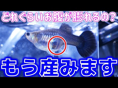 リブルスについて詳しく解説