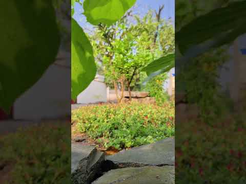 ￼￼How beautiful is the grass rose#flowers #plants