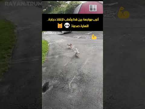 ثعلب يحاول قنص دجاجة مسكينة.. فحدث ما لم يتوقعه أحد من هذا القط! 🦊🐓 #Hero