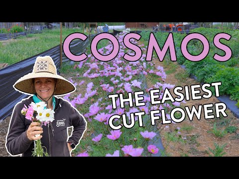 How to Grow Beautiful Cosmos Flowers: A Beginner's Guide