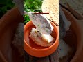 Summer Special Curd Rice Recipe !! - Video