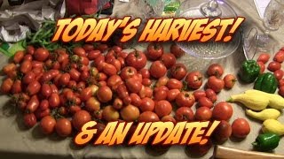 preview picture of video 'Today's Harvest of Tomatoes, Squash, Beans, & a Tease'