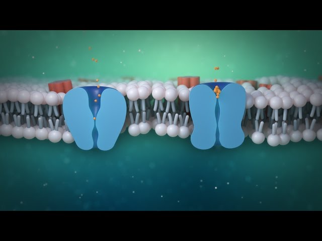 Creating a cell membrane