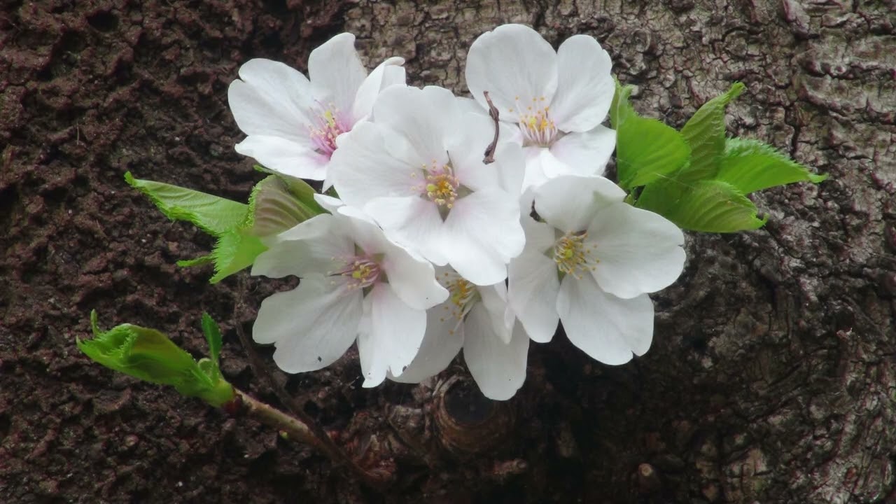 2023 練馬区桜台・石神井川の桜　Sakura Shakujii River