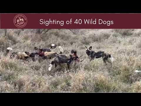 Sighting of 40 African Wild Dogs