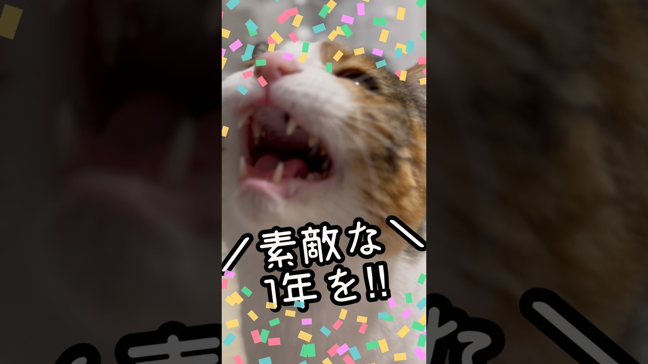 今日のおしゃべり小町。4月生まれさんおめでとうございます🎊