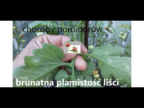 , title : 'Choroby Pomidorów - brunatna plamistość liści pomidora'