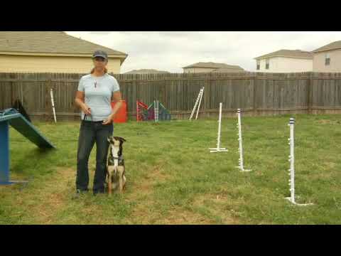 Dog Leash Training: Serpentine & Figure 8 Turns