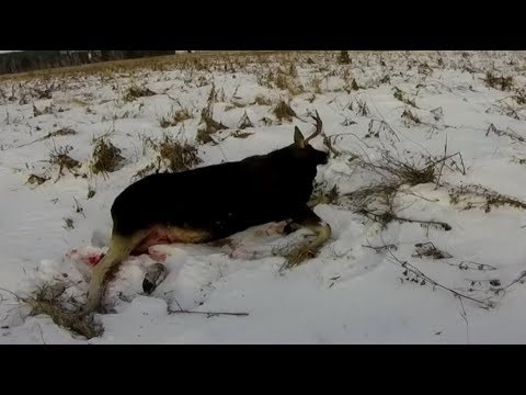 Подборка моментов с охоты на лося.(Полная версия)