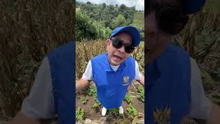 Pequeños agricultores perdieron sus cosechas de maíz en Amatitlán