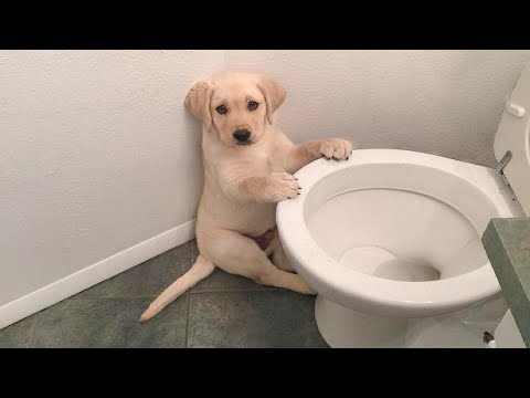Funniest & Cutest Labrador Puppies #1 - Funny Puppy Videos 2021 | Video & Photo Funniest & Cutest Labrador Puppies #1 - Funny Puppy Videos 2021 | Video & Photo