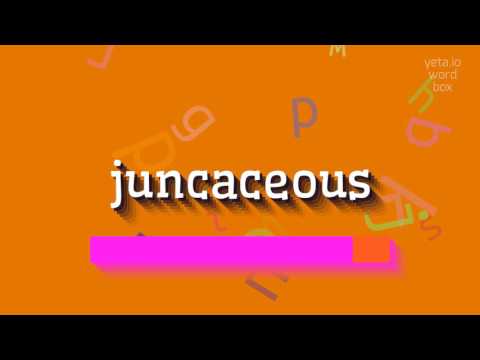 JUNCACEOUS - HOW TO PRONOUNCE JUNCACEOUS?