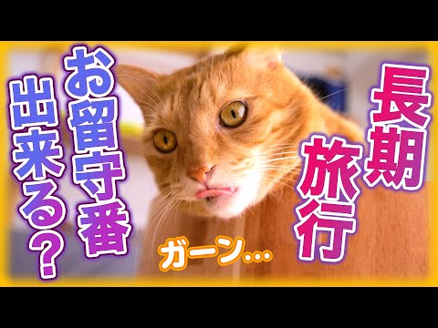 休暇中に猫と一緒に旅行する方法