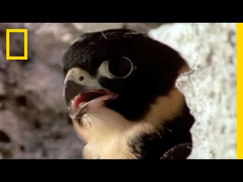 Falcon Midair Attack — National Geographic (bat falcon Guatemala)