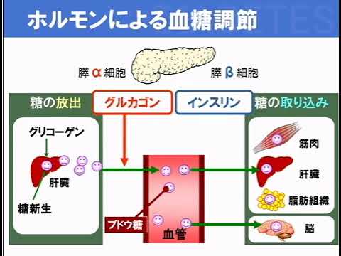 血糖調節について詳しく解説