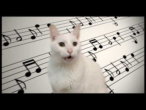 Mozart - Cats Parody - Singing Cats Version