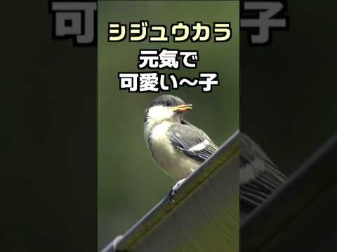 冬にシジュウカラはどこにいますか？渡り鳥なのでしょうか？  庭園