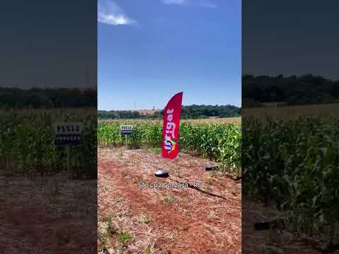 Carretel em funcionamento: dia de campo em São Luiz Gonzaga - RS