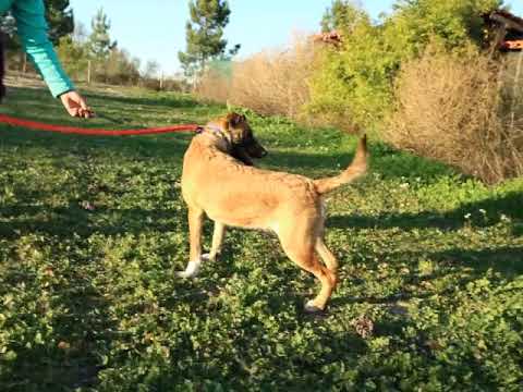 Vídeo de PIPA