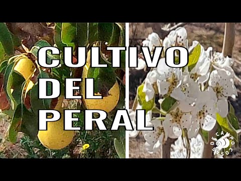 Cultivo del peral: consejos y técnicas