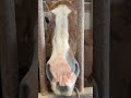 Hey Tasha #shorts #short #horse #horsegirl #horsesofinstagram #horses