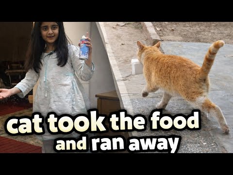 Cat took the food and ran away | khadija gave food to angry cat 😾 