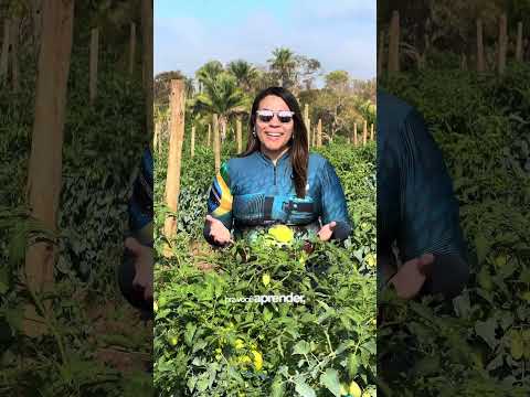 Dia D do tomate em Amarante do Maranhão #tomateiro #agro #agricultura