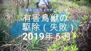 preview picture of video '【わな猟3】有害鳥獣の駆除2019年５月＃2（竹やぶ）'