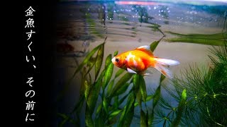 【初心者向け】金魚すくいの金魚を健康に飼うために【アクアリウム】【水槽レイアウト例あり】