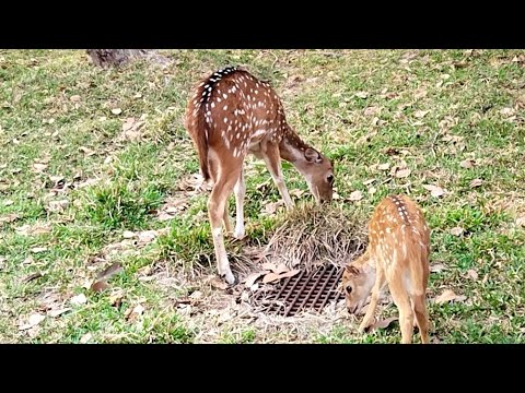 Beautiful Herd of Spotted Deer