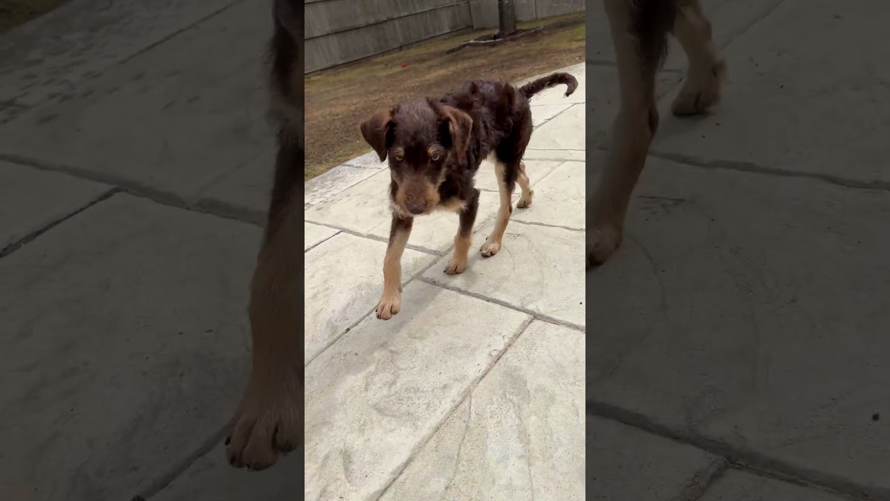 Enlarge Rufus, a ADOPTABLE mixed breed in Fort Collins, CO video 6/6