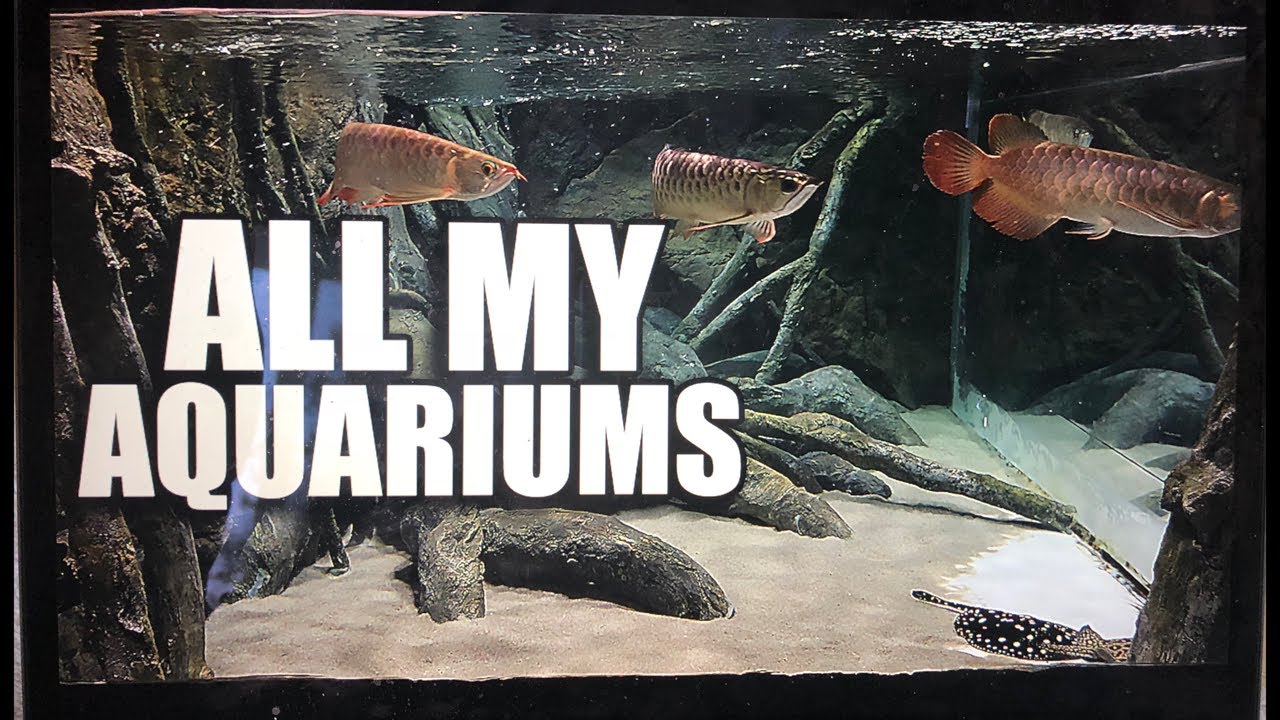 ALL MY AQUARIUMS - LIVE WITH MY WIFE!!!