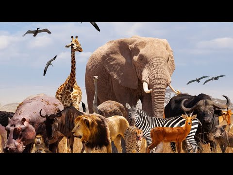 All Animals #elephant #dog #hippopotamus #bear #buffalo #horse #zebra