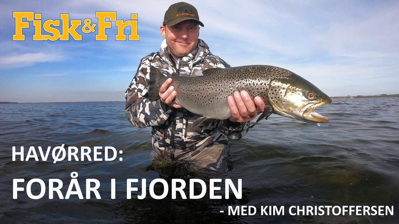 NY VIDEO: HAVØRRED – FORÅR I FJORDEN