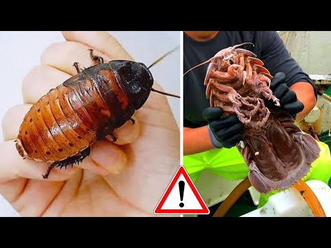 7 Espécies Diferentes de BARATAS Que Você Não Vai Querer Ter Em Casa