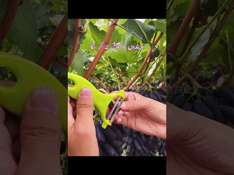 Sheikh_Saadi_Farmaty_Hen