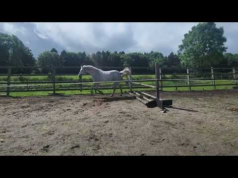 Connemara Pony, Galtee John Boy - Image 2
