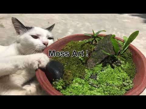 The Secret to Collecting Moss and Growing Garden Cat- EP11