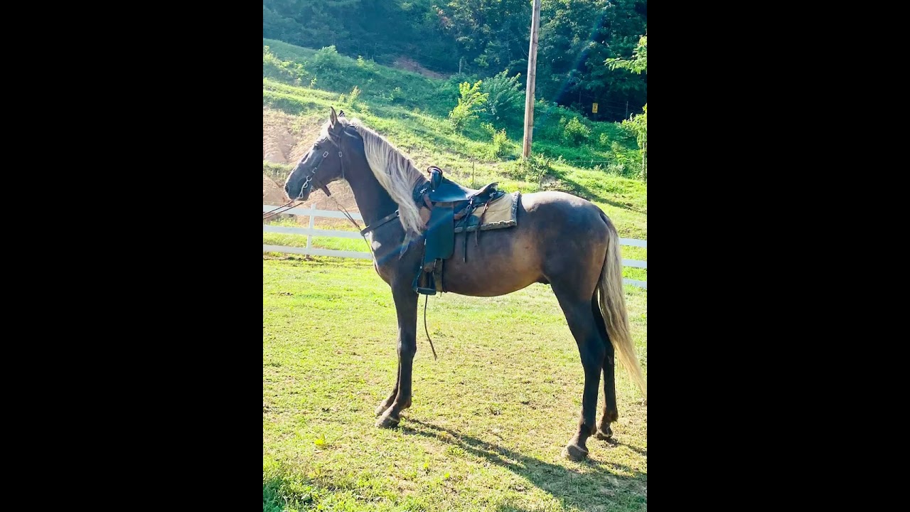 5 year old twh regestered stud 16.2 hands