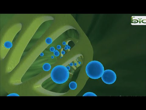 O Incrível Processo da Fotossíntese - Animação em Português