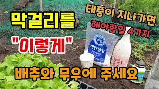 배추와무우에 막걸리를 이렇게 페트병에 영양제액비를 만들어 뿌려주세요 태풍후 꼭 해야할일 4가지 배추무우심는시…
